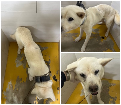 논산시 동물보호센터_444454202501063